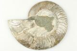 Cut & Polished Ammonite Fossil (Half) - Madagascar #200067-1